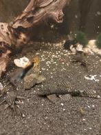 Donkere ancistris, algeter (borstelneus), Vis