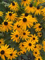 Gele zonnehoed, rudbeckia, vlinderlokker, Ophalen, Overige soorten, Volle zon