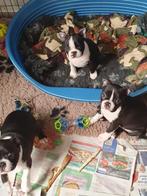 Prachtige gezonde Boston terrier puppies met stamboom, Dieren en Toebehoren, Honden | Jack Russells en Terriërs, België, Particulier