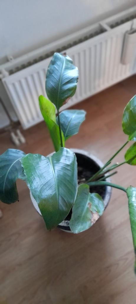 Olifantsoor in sierpot - 85cm hoog, Huis en Inrichting, Ophalen