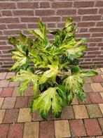 Fatsia japonica ‘Murakumo Nishiki’ - Bontbladige Vingerplant, Ophalen, Overige soorten, Halfschaduw