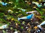 Taiwan bee blue Bolt (caridina garnalen), Dieren en Toebehoren, Vissen | Aquariumvissen