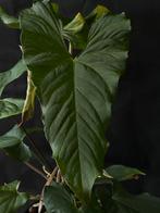Anthurium balaoanum, Overige soorten, Minder dan 100 cm, Ophalen of Verzenden, Halfschaduw