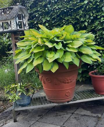 Hartlelie Hosta in pot beschikbaar voor biedingen
