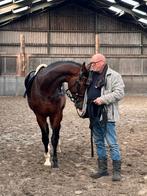 Dressuurpaard, Met stamboom, Ruin, Dressuurpaard, 170 tot 175 cm