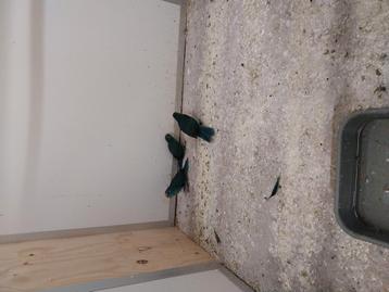 Kakerikies  te koop beschikbaar voor biedingen