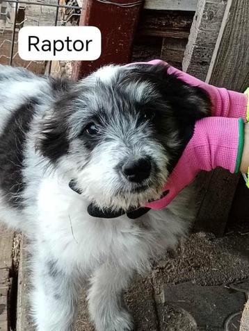 Raptor zoekt een baasje beschikbaar voor biedingen
