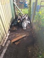 Muskuseenden tekoop, Dieren en Toebehoren, Meerdere dieren, Eend