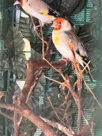 Prachtig koppel majoor putters, Meerdere dieren, Wildzangvogel, Geringd