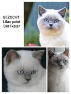 GEZOCHT Brits korthaar lilac point kater, Dieren en Toebehoren, Katten en Kittens | Raskatten | Korthaar, Kater, Ontwormd, 0 tot 2 jaar