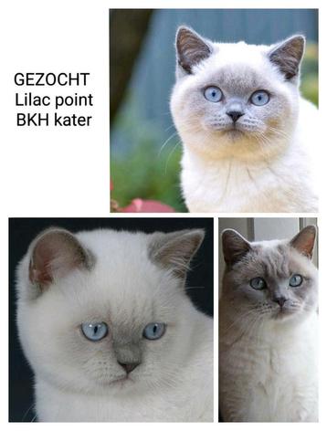GEZOCHT Brits korthaar lilac point kater beschikbaar voor biedingen