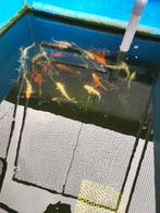 Euro koi 18-20 cm desgewenst bezorgd aan huis, Karper of Koi