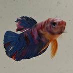 Betta splendens man 44, Dieren en Toebehoren, Vissen | Aquariumvissen, Vis