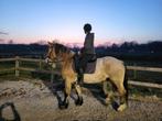 Bijrijdpaard gezocht Apeldoorn, Dieren en Toebehoren, Ophalen of Verzenden, Nieuw