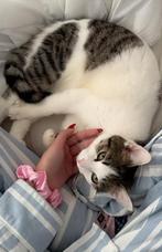 Liefhebben is ook loslaten - Nala poes, Dieren en Toebehoren, Katten en Kittens | Raskatten | Korthaar, Poes, Ontwormd, 0 tot 2 jaar