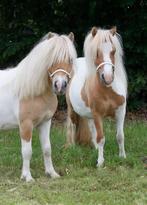Verzorgpony gezocht, Dieren en Toebehoren, Ophalen of Verzenden