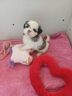 lieve leuke ras zuiver shih tzu, Dieren en Toebehoren, Honden | Chihuahua's en Gezelschapshonden, Overige rassen, Teef, Meerdere