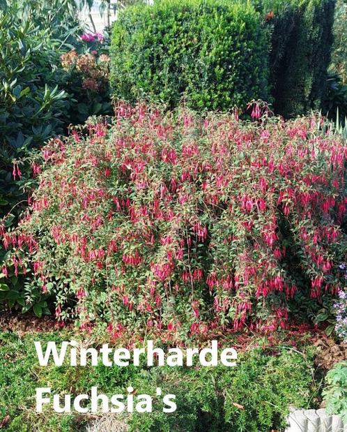 Winterharde Fuchsia's 3 soorten, Tuin en Terras, Planten | Tuinplanten, Vaste plant, Overige soorten, Zomer, Ophalen