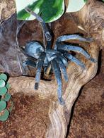 Ornithoctoninae sp. Vietnam silver., Dieren en Toebehoren