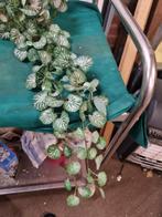 kunsthanger everplant in terracotta pot, Ophalen of Verzenden