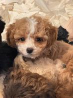 Beeldschone mini Maltipoo pups! Geschikt bij allergie, Dieren en Toebehoren, Honden | Chihuahua's en Gezelschapshonden, Poedel