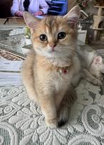 Drie katten te koop, Dieren en Toebehoren, Katten en Kittens | Raskatten | Korthaar, Poes, Met stamboom, 0 tot 2 jaar