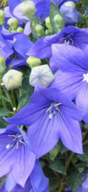 Te koop vaste plant Platycodon grandiflorus Ballonklokje beschikbaar voor biedingen