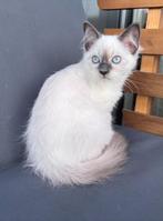 Lief Ragdoll kitten poesje zoekt gouden mandje!, Dieren en Toebehoren, Poes, Ontwormd, 0 tot 2 jaar