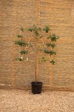 Lei fruitbomen, Lente, Volle zon, In pot, 100 tot 250 cm