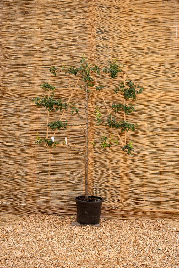 Lei fruitbomen, Tuin en Terras, Planten | Fruitbomen, Overige soorten, 100 tot 250 cm, Volle zon, Lente, In pot, Verzenden