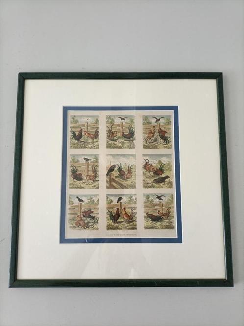 vintage ingelijste gravure prent hanen brocante oud Hollands, Antiek en Kunst, Kunst | Etsen en Gravures, Ophalen of Verzenden