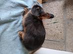 Konijnen, Meerdere dieren, Dwerg, 0 tot 2 jaar