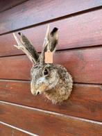 Opgezette haas / knert, Verzamelen, Dierenverzamelingen, Ophalen of Verzenden