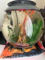 Viskom met visjes, Dieren en Toebehoren, Vissen | Aquaria en Toebehoren, Ophalen, Zo goed als nieuw