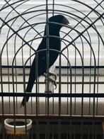 Twatwa 2023, Ophalen, Nieuw, Overige materialen, Overige typen