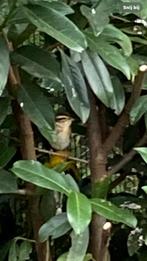 Trio Napoleon wevers 1-2 onverwant, Dieren en Toebehoren, Meerdere dieren, Tropenvogel