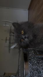 Lieve Britse langharige kattin – 1 jaar, Dieren en Toebehoren, Katten en Kittens | Raskatten | Langhaar, Poes, Gechipt, 0 tot 2 jaar