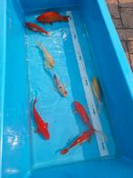 Grote goudvissen  20 cm  4 euro per stuk, Dieren en Toebehoren, Vissen | Vijvervissen