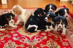 Beagle        (Beaglier), Dieren en Toebehoren, Beagle, Nederland, CDV (hondenziekte), 8 tot 15 weken
