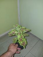 3 verschillende siernetel coleus planten., Huis en Inrichting, Kamerplanten, Ophalen of Verzenden, Overige soorten, Minder dan 100 cm
