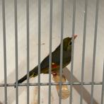 Japanse nachtegaal mannen 2025, natuurbroed en geringd, Dieren en Toebehoren, Vogels | Overige Vogels, Mannelijk, Geringd