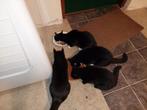 Boerderijkatten, Dieren en Toebehoren, Katten en Kittens | Overige Katten, Meerdere dieren, 3 tot 5 jaar