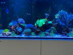 Red sea 350 zeeaquarium, Dieren en Toebehoren, Vissen | Aquaria en Toebehoren, Ophalen of Verzenden, Gevuld zeewateraquarium