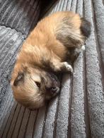 Pomeriaan puppy teefje, Overige rassen, 8 tot 15 weken, Teef, Eén hond