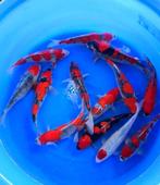 De mooiste Japankoi koop je in Dalen , G&D Koi en aquaria, Dieren en Toebehoren, Vissen | Vijvervissen, Steur