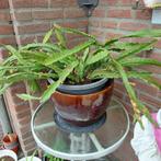 Heel mooie Epithelium Cactus, Halfschaduw, Zomer, Tweejarig, Overige soorten