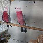 Te koop 2 Rose Kaketoe man, Dieren en Toebehoren, Mannelijk, Parkiet