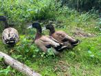 Jonge Khaki Campbell eend woerden, Dieren en Toebehoren, Pluimvee, Mannelijk, Eend