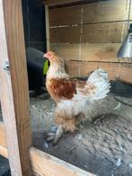 Brahma haantje, Dieren en Toebehoren, Mannelijk, Kip