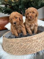 Labradoodle, Dieren en Toebehoren, Honden | Retrievers, Spaniëls en Waterhonden, Nederland, Overige rassen, CDV (hondenziekte)